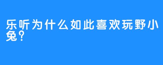 乐听为什么如此喜欢玩野小兔？