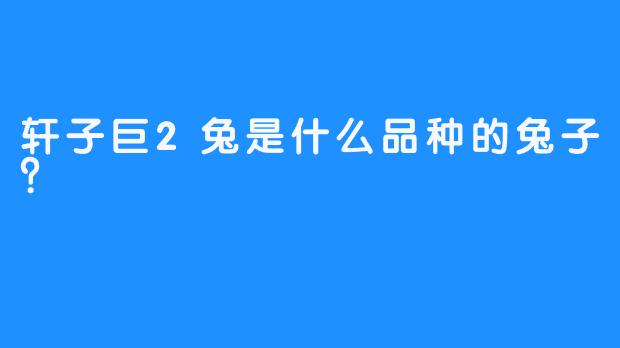 轩子巨2兔是什么品种的兔子？