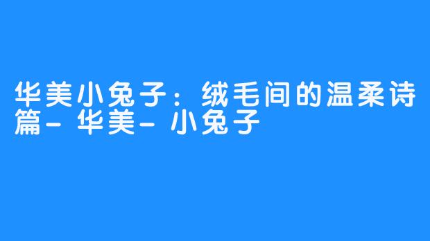华美小兔子：绒毛间的温柔诗篇-华美-小兔子