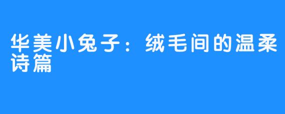 华美小兔子：绒毛间的温柔诗篇