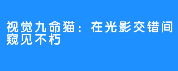 视觉九命猫：在光影交错间窥见不朽
