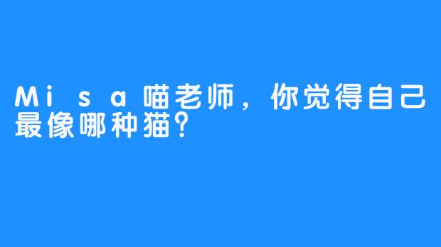 Misa喵老师，你觉得自己最像哪种猫？